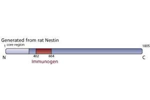 Image no. 1 for anti-Nestin (NES) (AA 402-604) antibody (ABIN968629) (Nestin Antikörper  (AA 402-604))