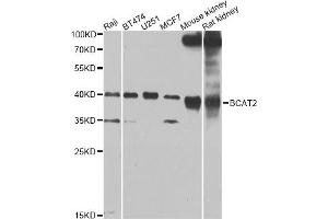 Western blot analysis of extracts of various cell lines, using BCAT2 Antibody (ABIN4903022) at 1:1000 dilution. (BCAT2 Antikörper)