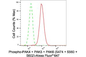 Flow cytometric analysis of Phospho-PAK4 + PAK5 + PAK6 (S474 + S560 + S602) expression in H9c2 cells using Phospho-PAK4 + PAK5 + PAK6 (S474 + S560 + S602) antibody (ABIN7799729), 1:2,000). (Rekombinanter PAK4/PAK5/PAK6 (pSer474), (pSer560), (pSer602) Antikörper)