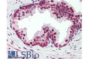 ABIN5539877 (5µg/ml) staining of paraffin embedded Human Prostate. (PDCD4 Antikörper  (AA 210-221))