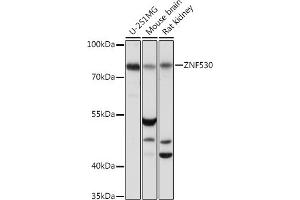 Western blot analysis of extracts of various cell lines, using ZNF530 Rabbit pAb (ABIN7271497) at 1:1000 dilution. (ZNF530 Antikörper  (AA 1-190))