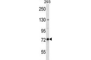 Western blot analysis in 293 cell line lysates (35ug/lane) using Paraplegin / SPG7  Antibody .