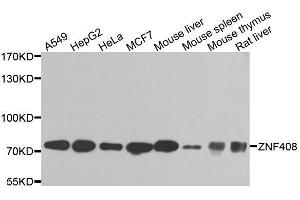 Western blot analysis of extracts of various cell lines, using ZNF408 antibody. (ZNF408 Antikörper  (AA 471-720))