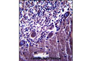 PLXNC1 Antibody (C-term) (ABIN657499 and ABIN2846524) immunohistochemistry analysis in formalin fixed and paraffin embedded human cerebellum tissue followed by peroxidase conjugation of the secondary antibody and DAB staining.