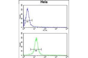 Flow cytometry analysis of Hela cells (bottom histogram) compared to a negative control cell (top histogram). (CENPH Antikörper  (AA 136-162))