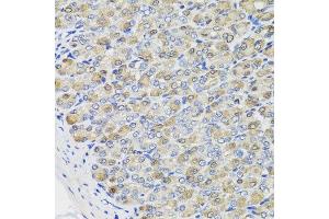 Immunohistochemistry of paraffin-embedded mouse stomach using CBR3 antibody at dilution of 1:100 (x40 lens).
