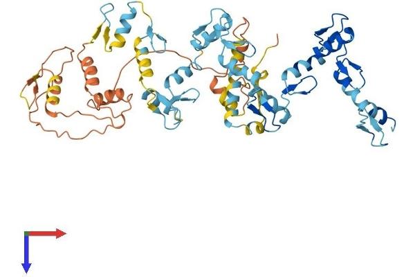 ZNF695 Protein (AA 1-515) (His tag)