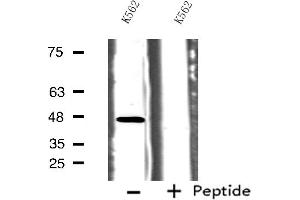 Western blot analysis of extracts from K562 cells, using HTR1B antibody. (5HT1B Receptor Antikörper  (Internal Region))