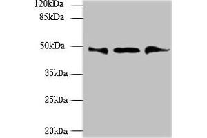 Western blot All lanes: UBXN6 antibody at 1. (UBXN6 Antikörper  (AA 1-388))