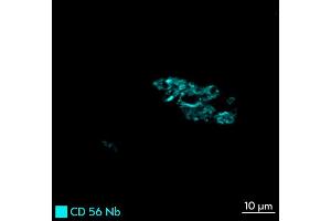Immunofluorescence staining of human appendix tissue sample. (Rekombinanter CD56 Antikörper  (Extracellular Domain))