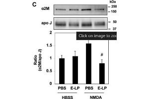 Western Blot of Anti-Apolipoprotein J Antibody. (Clusterin Antikörper)