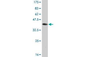 Western Blot detection against Immunogen (36. (BOLL Antikörper  (AA 185-283))