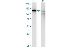 anti-Solute Carrier Family 4 (Anion Exchanger), Member 1, Adaptor Protein (SLC4A1AP) (AA 154-254) antibody
