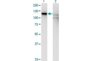 Western Blot analysis of SLC4A1AP expression in transfected 293T cell line by SLC4A1AP monoclonal antibody (M01), clone 2G10. (NADAP Antikörper  (AA 154-254))