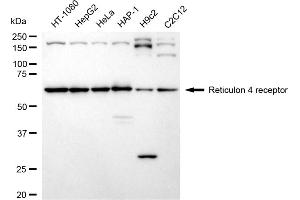 anti-Reticulon 4 Receptor (RTN4R) antibody