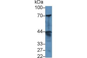 Detection of dNER in Human A549 cell lysate using Polyclonal Antibody to Delta/Notch Like EGF Repeat Containing Protein (dNER)