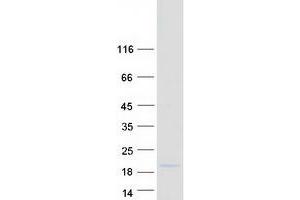 Western Blotting (WB) image for BolA-like Protein 1 (BOLA1) protein (Myc-DYKDDDDK Tag) (ABIN2715319)