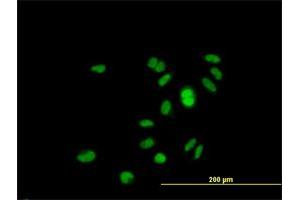 Immunofluorescence of purified MaxPab antibody to GINS1 on HeLa cell. (GINS1 Antikörper  (AA 1-196))