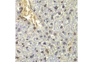 Immunohistochemistry of paraffin-embedded mouse liver using RPL5 antibody. (RPL5 Antikörper)