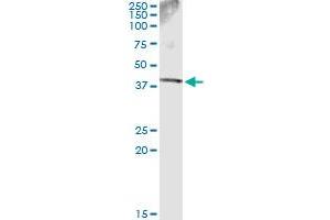 Immunoprecipitation of SDSL transfected lysate using anti-SDSL monoclonal antibody and Protein A Magnetic Bead , and immunoblotted with SDSL MaxPab rabbit polyclonal antibody. (SDSL Antikörper  (AA 1-329))