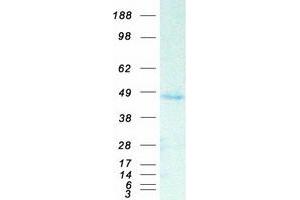 Western Blotting (WB) image for Salvador Homolog 1 (SAV1) protein (Myc-DYKDDDDK Tag) (ABIN2731426)