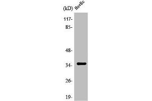 Western Blot analysis of HuvEc cells using Olfactory receptor 7C2 Polyclonal Antibody (OR7C2 Antikörper  (Internal Region))