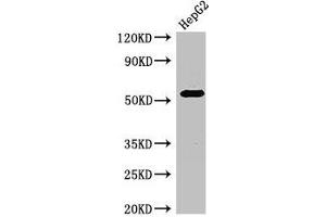 Western Blot Positive WB detected in: HepG2 whole cell lysate All lanes: GABRB3 antibody at 2. (GABRB3 Antikörper  (AA 328-450))