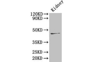 Western Blot Positive WB detected in: Mouse kidney tissue All lanes: Ren2 antibody at 4 μg/mL Secondary Goat polyclonal to rabbit IgG at 1/50000 dilution Predicted band size: 45 kDa Observed band size: 45 kDa (Renin-2 Antikörper  (AA 64-351))