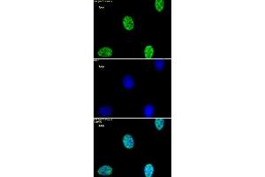 Immunofluorescence (IF) image for anti-Histone H3 (H3) (H3K4me2) antibody (ABIN2668417)