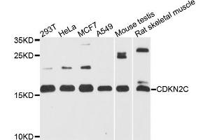 Western blot analysis of extracts of various cell lines, using CDKN2C antibody (ABIN5971074) at 1/1000 dilution. (CDKN2C Antikörper)