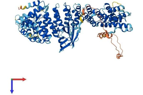 AP1G2 Protein (AA 1-785) (His tag)