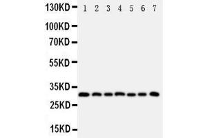 Western Blotting (WB) image for anti-Kallikrein 11 (KLK11) (AA 233-250), (C-Term) antibody (ABIN3043137) (Kallikrein 11 Antikörper  (C-Term))