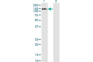 Western Blot analysis of PTPN12 expression in transfected 293T cell line by PTPN12 monoclonal antibody (M01), clone 4G6. (PTPN12 Antikörper  (AA 682-779))