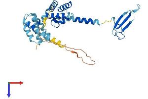 TCEA2 Protein (AA 1-299) (His tag)