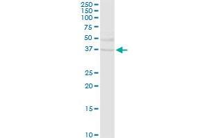 EHF MaxPab rabbit polyclonal antibody. (EHF Antikörper  (AA 1-300))