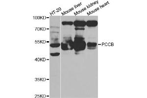 Western blot analysis of extracts of various cell lines, using PCCB antibody (ABIN5973142) at 1/1000 dilution. (PCCB Antikörper)