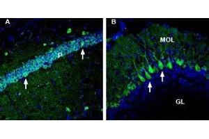 Expression of Neuregulin-2 in mouse hippocampus and cerebellum - Immunohistochemical staining of perfusion-fixed frozen mouse brain sections with Anti-NRG2 (extracellular) Antibody (ABIN7043355, ABIN7044720 and ABIN7044721), (1:300), followed by goat anti-rabbit-AlexaFluor-488. (Neuregulin 2 Antikörper  (Extracellular, N-Term))