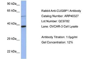 WB Suggested Anti-CUGBP1 Antibody Titration: 0.