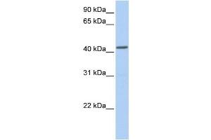 NPY1R antibody used at 1 ug/ml to detect target protein. (NPY1R Antikörper  (Middle Region))
