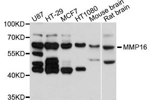 Western blot analysis of extracts of various cell lines, using MMP16 antibody (ABIN5998244) at 1/1000 dilution. (MMP16 Antikörper)