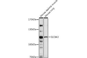 Western blot analysis of extracts of various cell lines, using SLC8 antibody (ABIN7270485) at 1:1000 dilution. (SLC8A3 Antikörper)