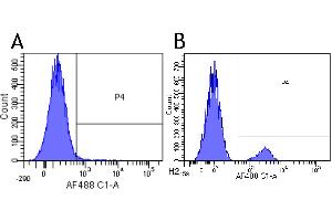 Flow-cytometry using anti-CD22 antibody Epratuzumab   Human lymphocytes were stained with an isotype control (panel A) or the rabbit-chimeric version of Eptratuzumab ( panel B) at a concentration of 1 µg/ml for 30 mins at RT. (Rekombinanter CD22 (Epratuzumab Biosimilar) Antikörper)