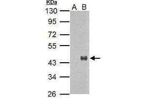 WNT7A antibody  (Center)