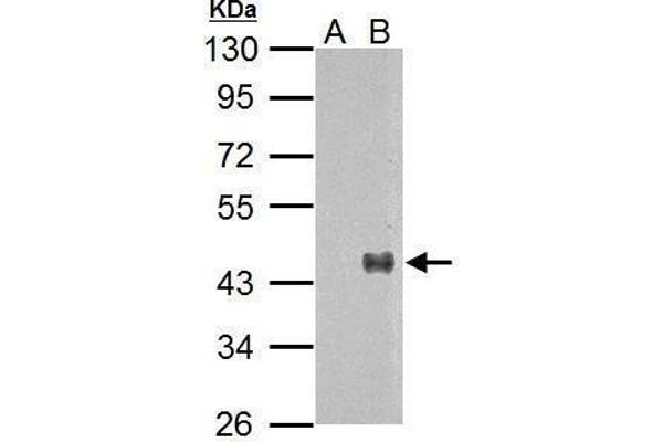 WNT7A anticorps  (Center)