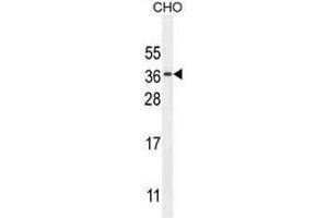 CK073 Antibody (N-term) western blot analysis in CHO cell line lysates (35µg/lane). (C11orf73 Antikörper  (N-Term))