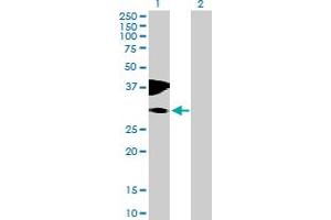 Western Blot analysis of C10orf81 expression in transfected 293T cell line by C10orf81 MaxPab polyclonal antibody. (C10orf81 Antikörper  (AA 1-282))