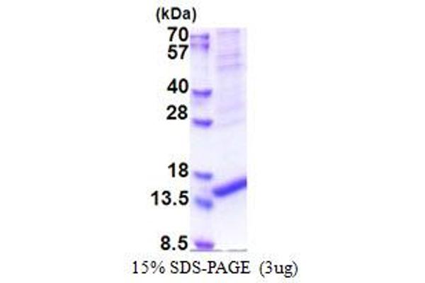 ARMS2 Protein (AA 1-107) (His tag)