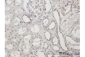 Immunoperoxidase of purified MaxPab antibody to XRCC1 on formalin-fixed paraffin-embedded human kidney. (XRCC1 Antikörper  (AA 1-633))