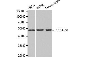 Western blot analysis of extracts of various cell lines, using PPP2R2A antibody. (PPP2R2A Antikörper)