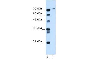 BCHE antibody used at 1.